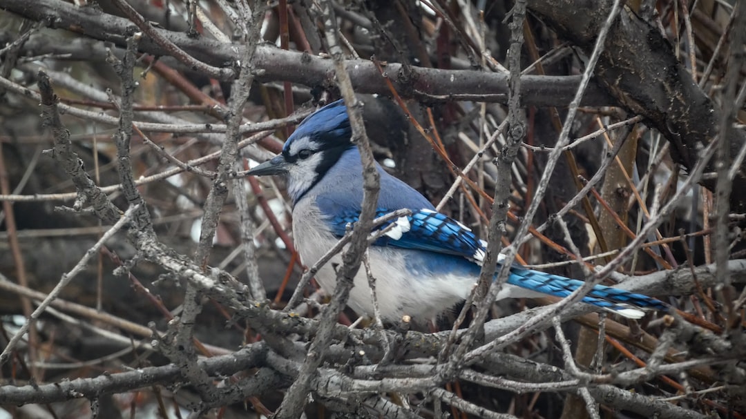 Bird-Watching on the East Coast