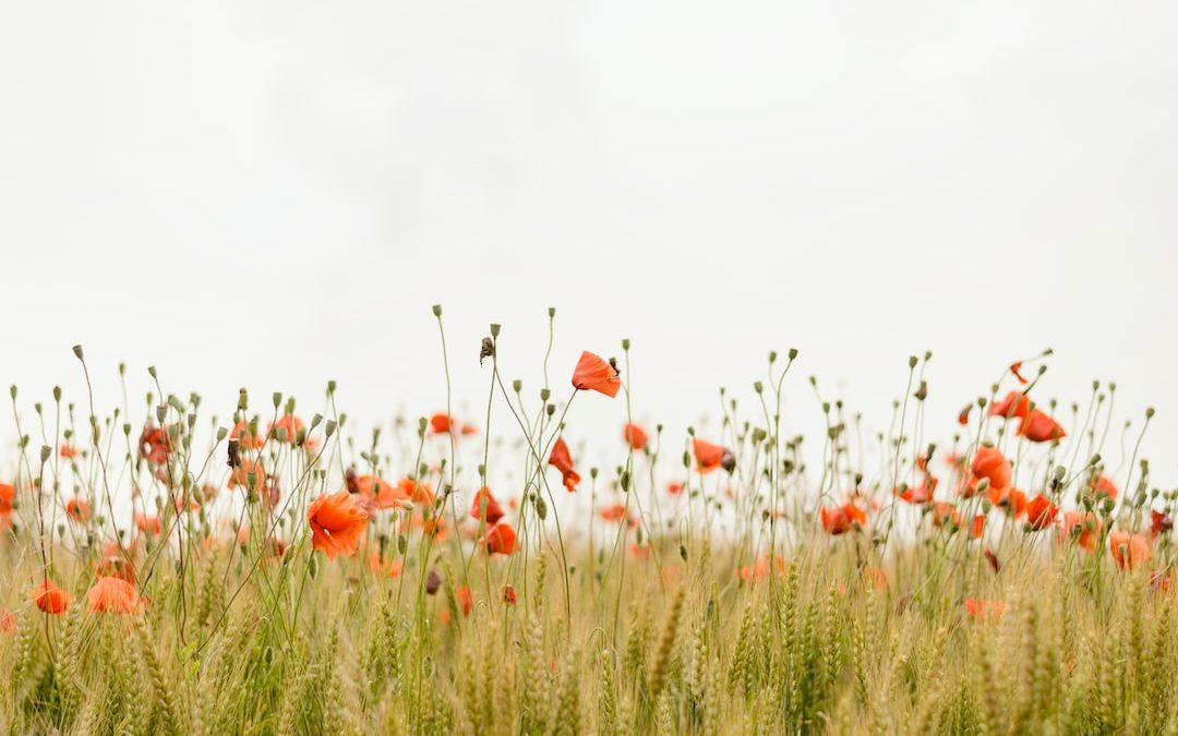 orange flowers