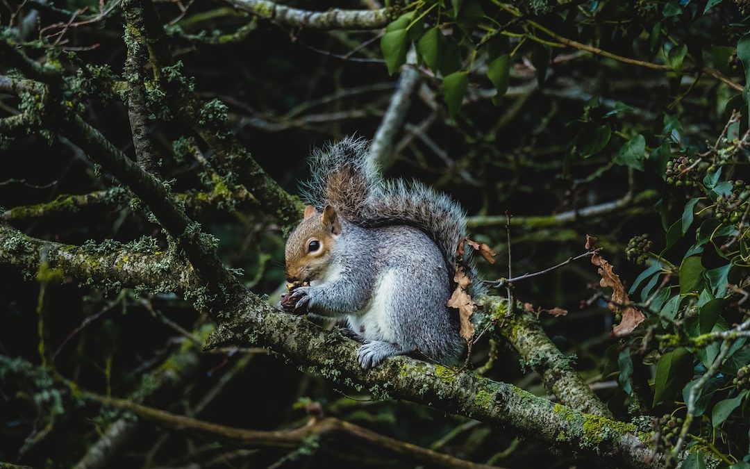 gray squirrel on tree branch during daytime