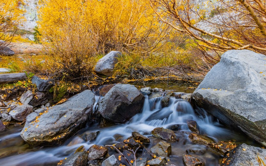 a stream with rocks and trees