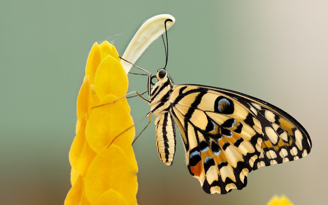 butterfly perched on flower at daytime