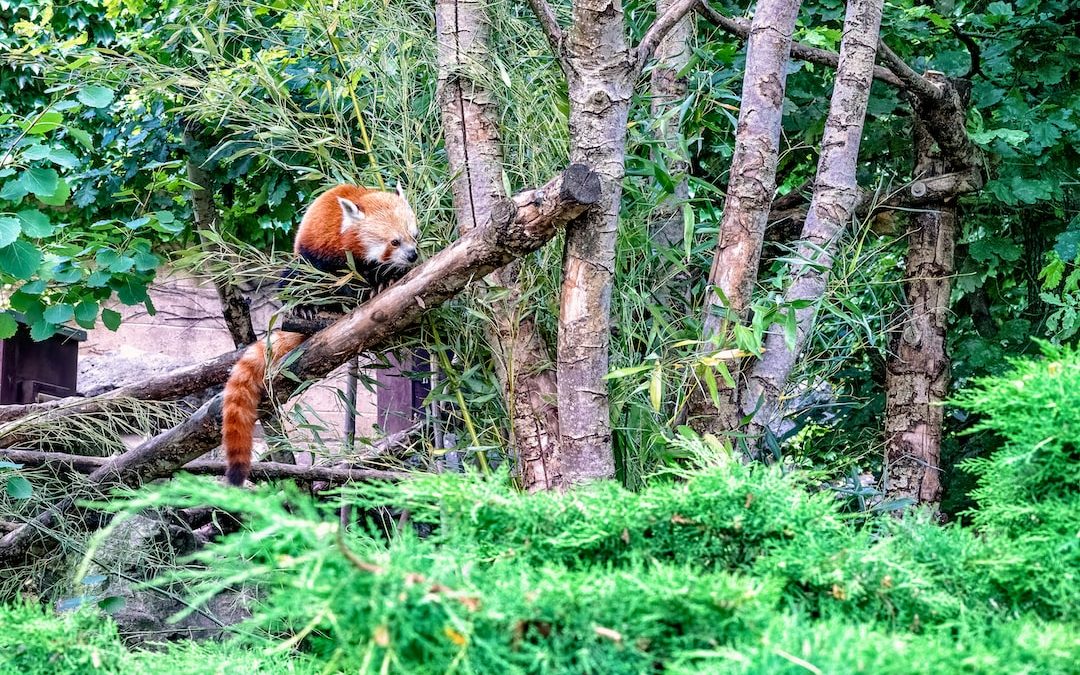 orange animal near trees