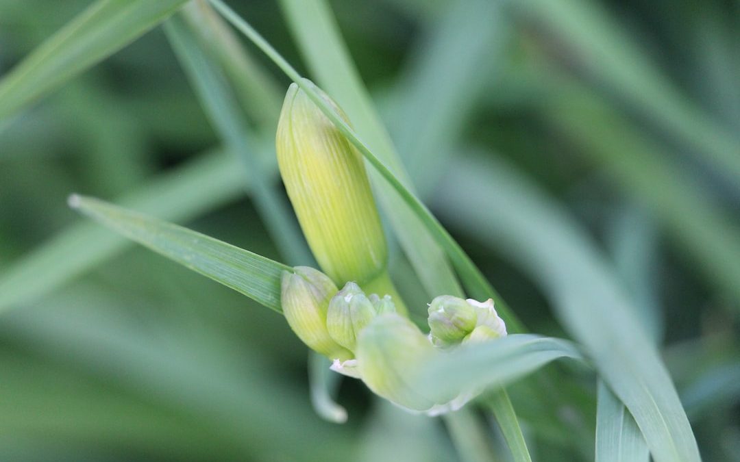 a close up of a flower on a plant