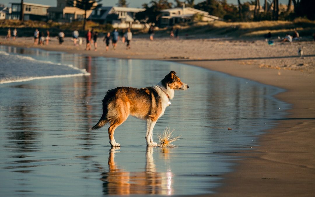 a dog standing on a beach next to the ocean