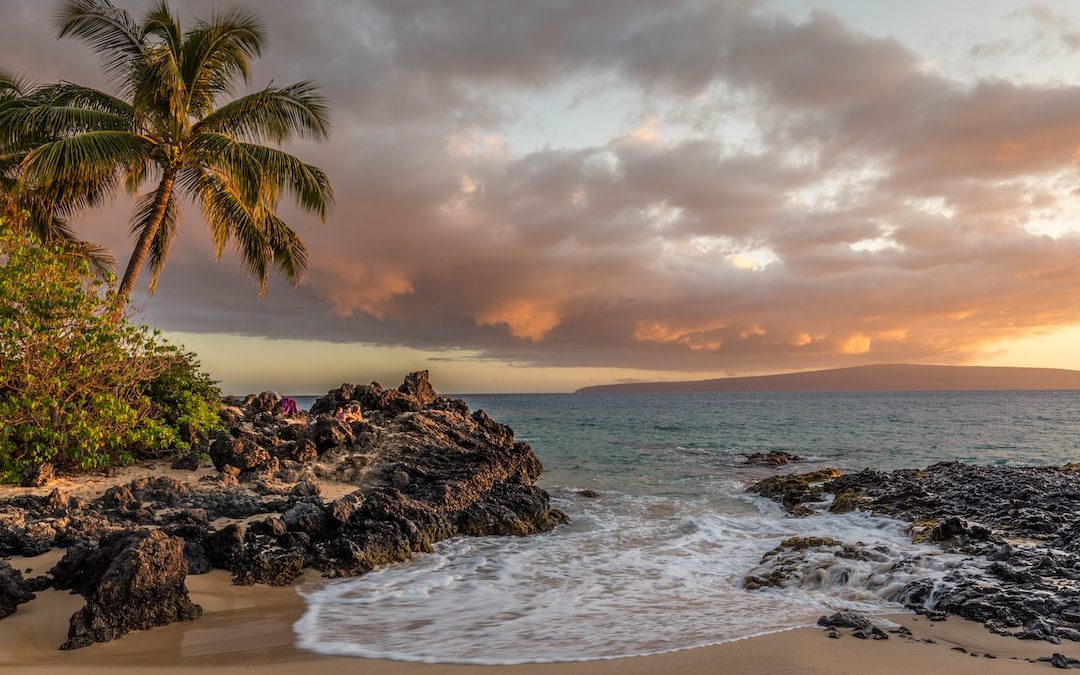 ocean near trees and rocks