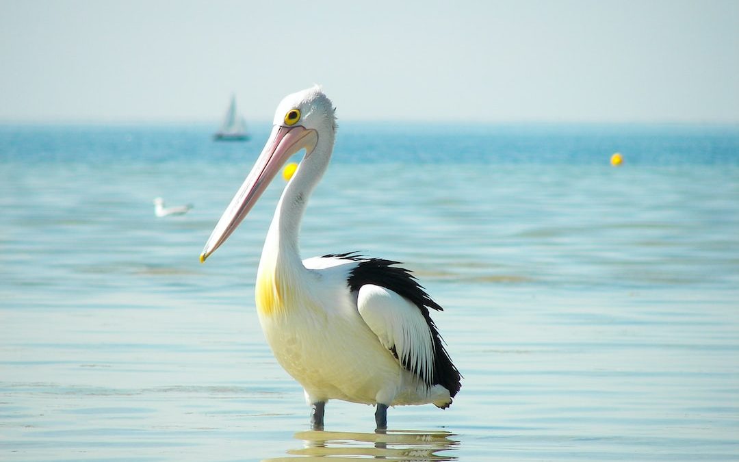 a pelican standing in the water with a sailboat in the background