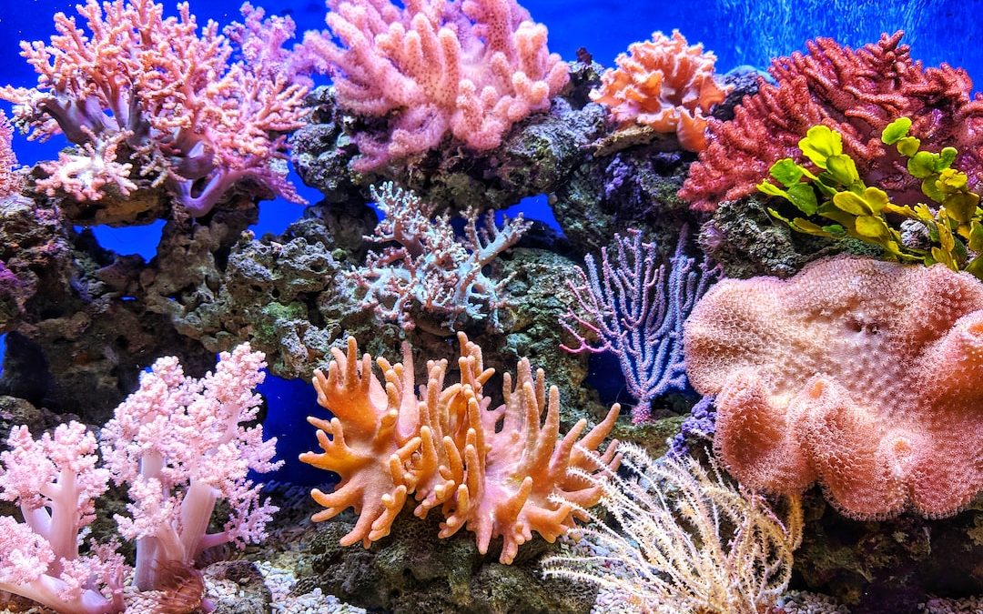 live corals