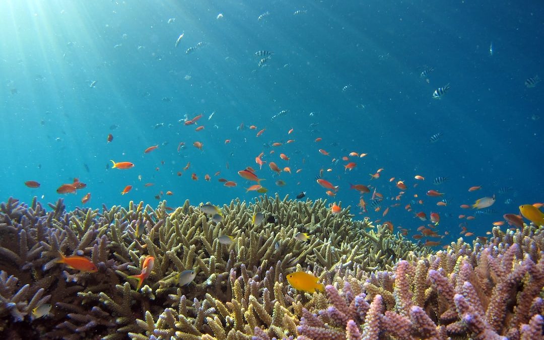 “The Great Barrier Reef: A Natural Wonder Destroyed by Man”