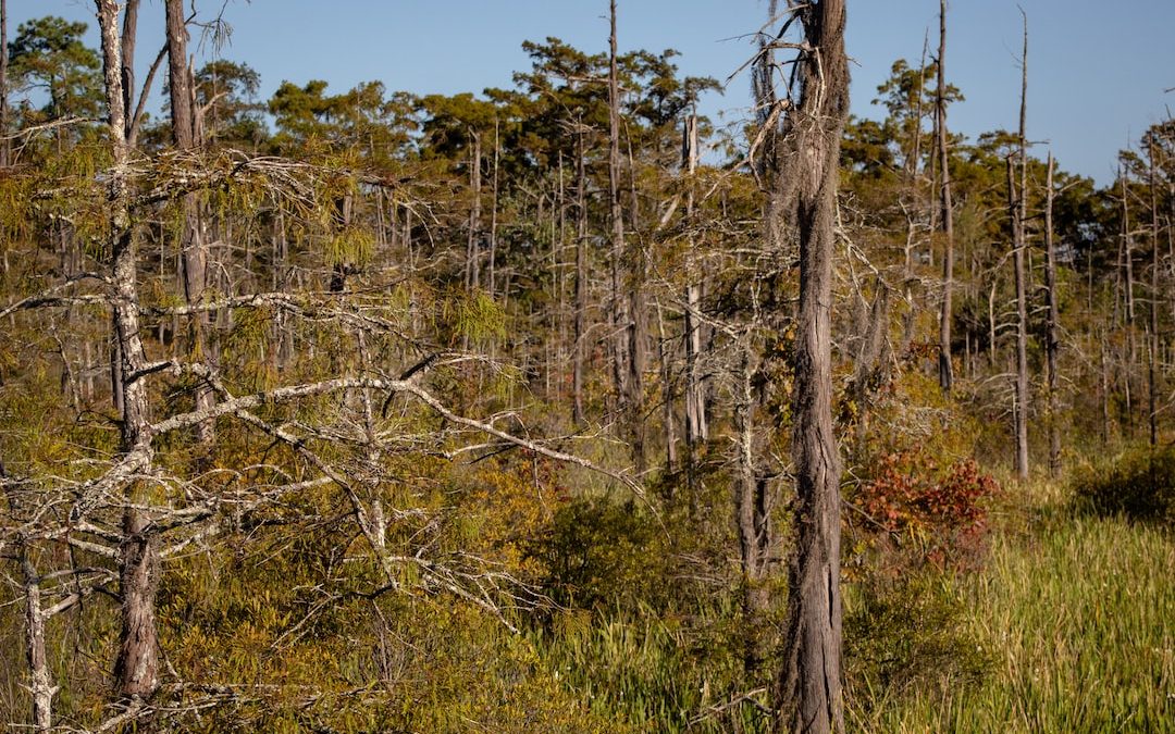 a forest filled with lots of tall trees