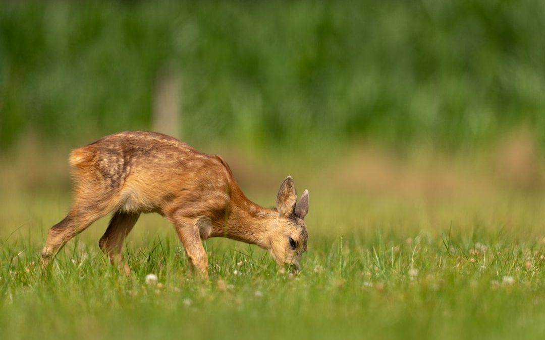 deer standing on grass