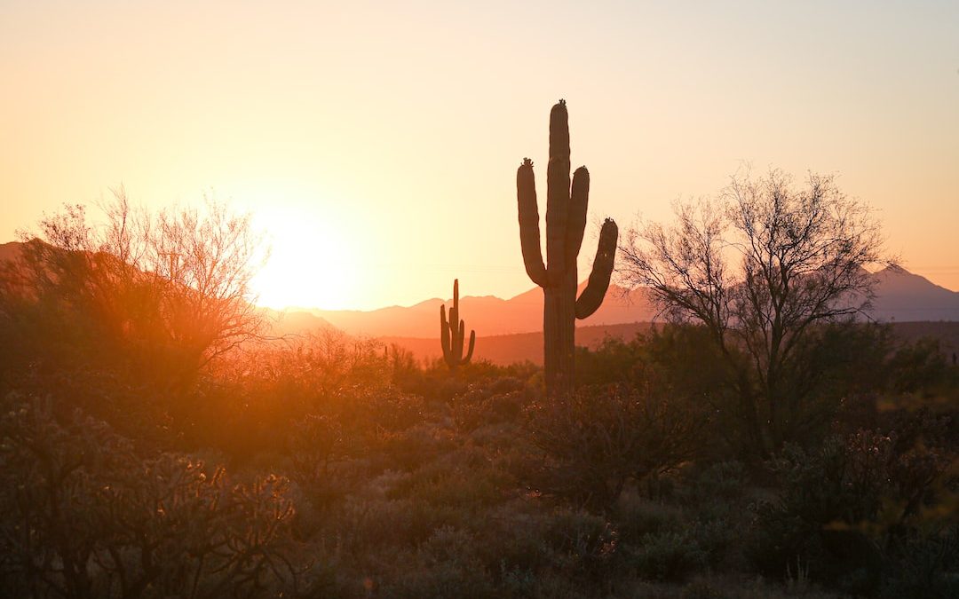 silhouette of cactus during sunset