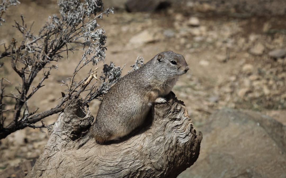 a squirrel on a tree branch