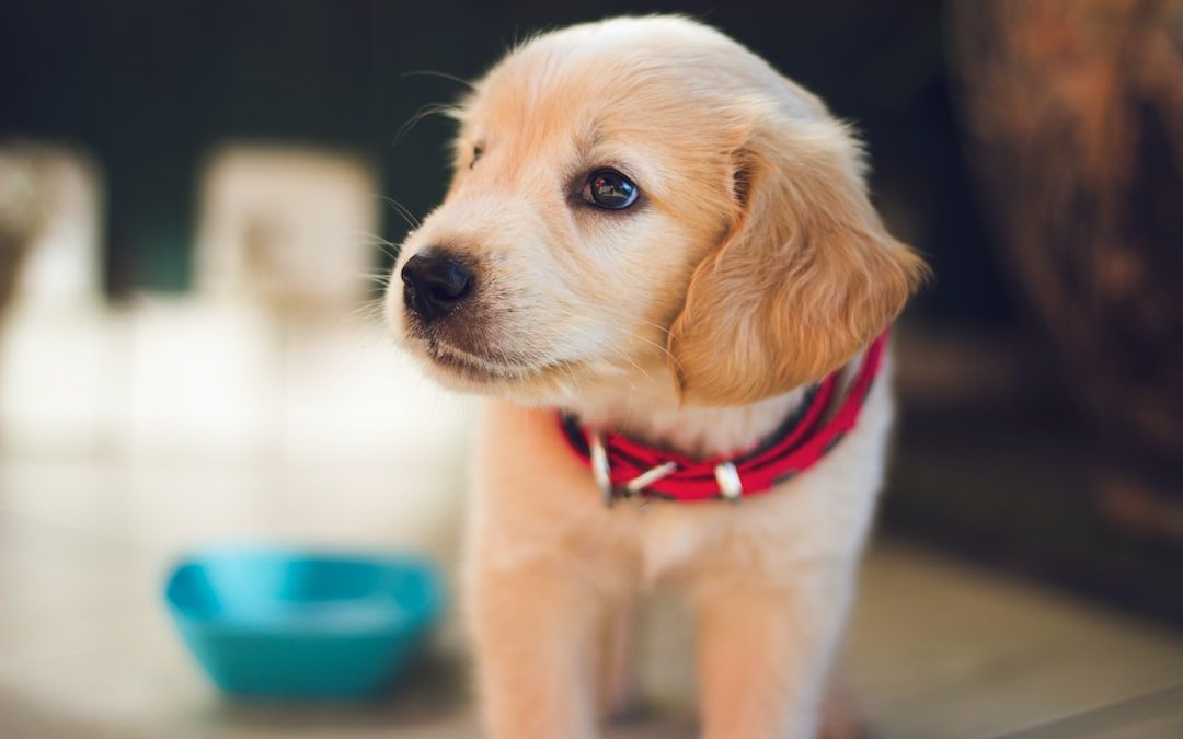 selective focus photography of short-coated brown puppy facing right side