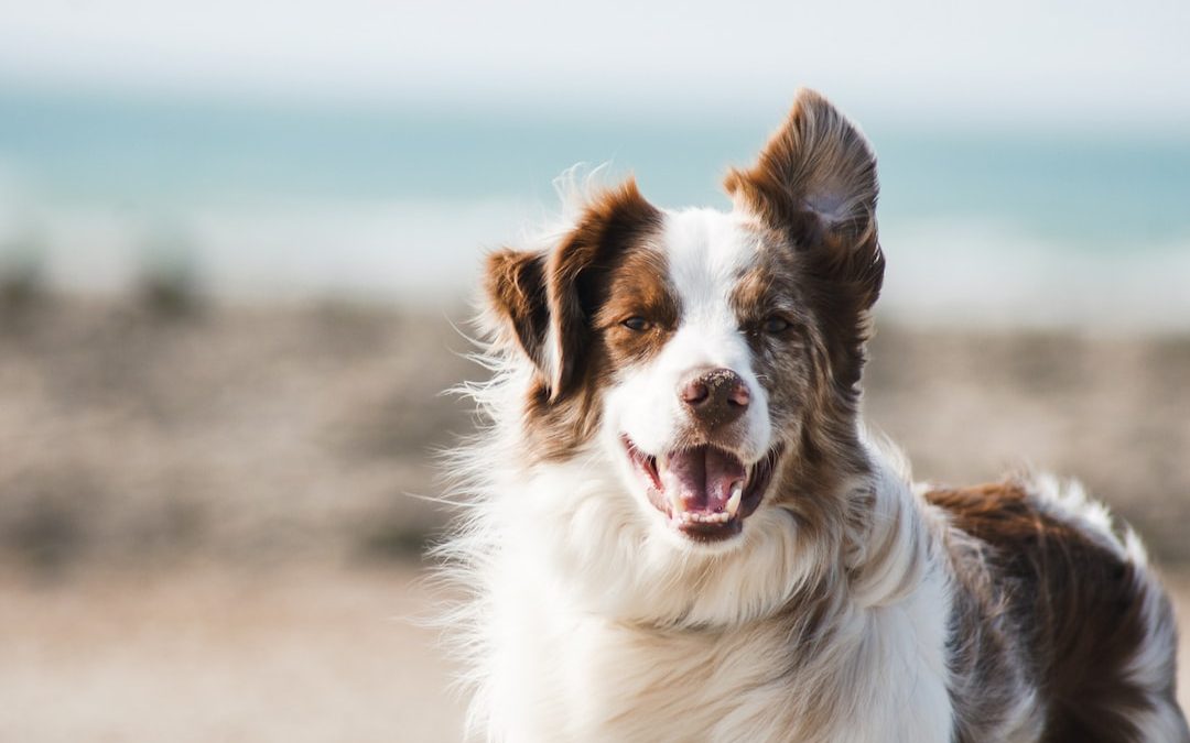 white and brown long coat large dog