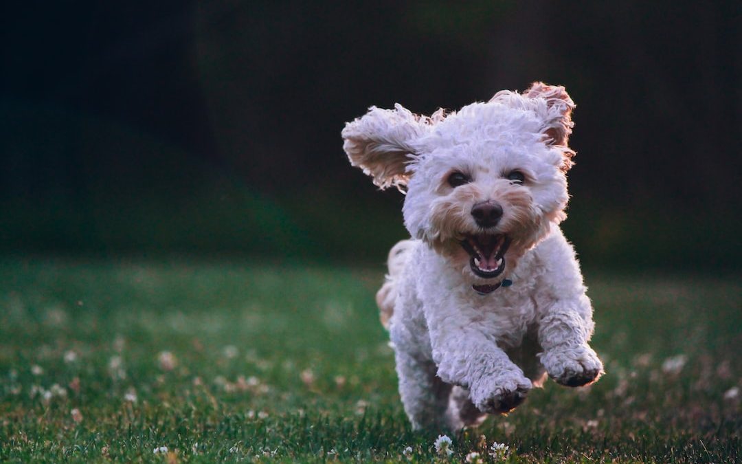 shallow focus photography of white shih tzu puppy running on the grass