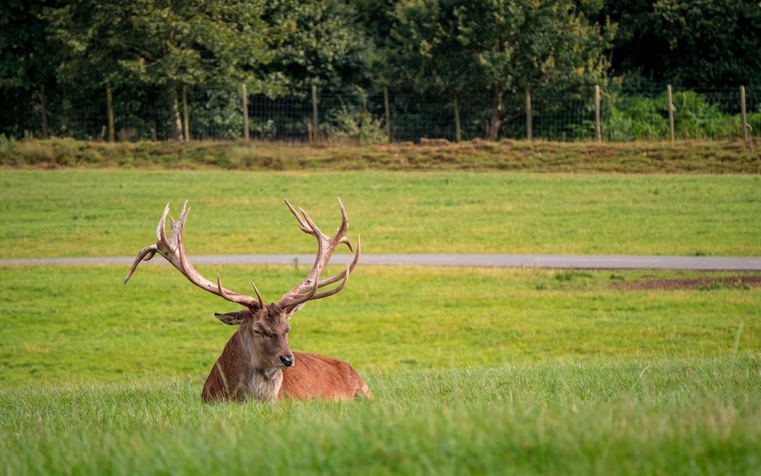 a deer laying down in a grassy field