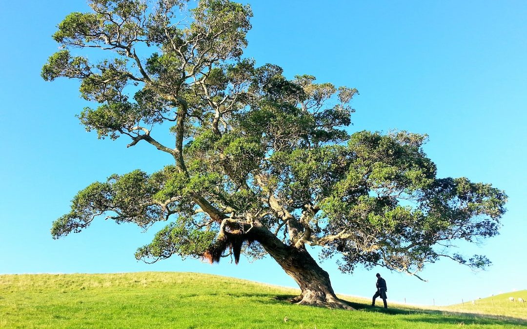 man under tree during daytime