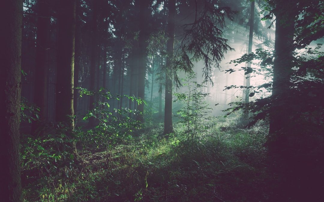 trees on forest with sun rays