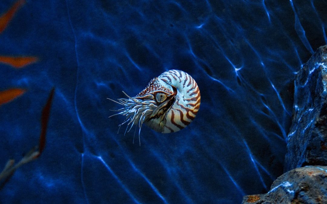 black and white sea creature in water