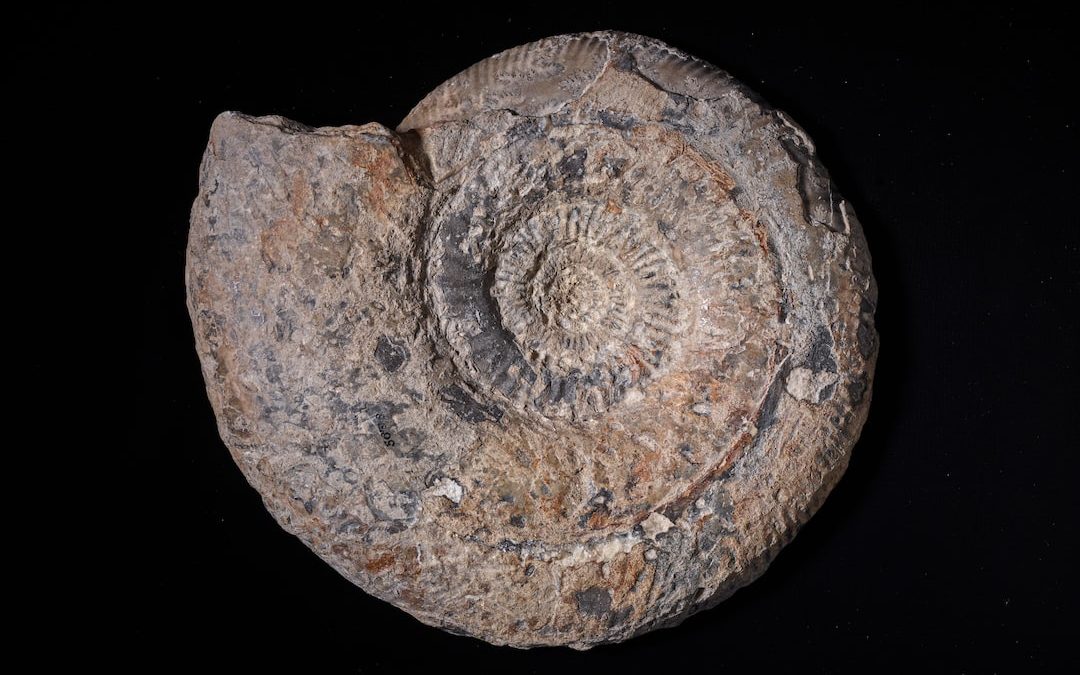 a rock with a spiral design on it