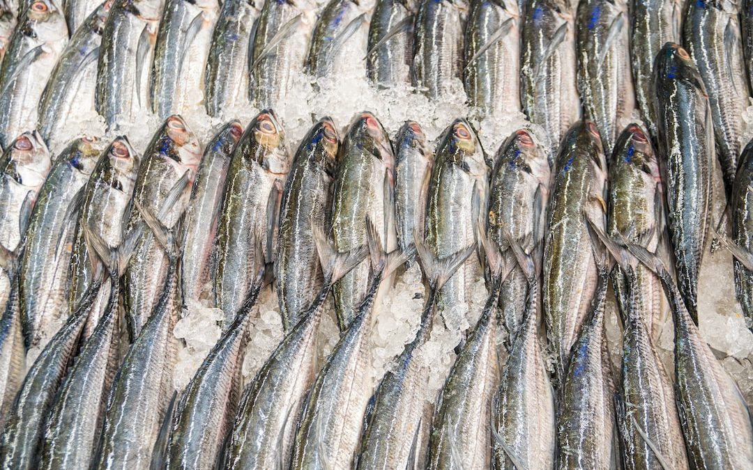 gray fish on white textile