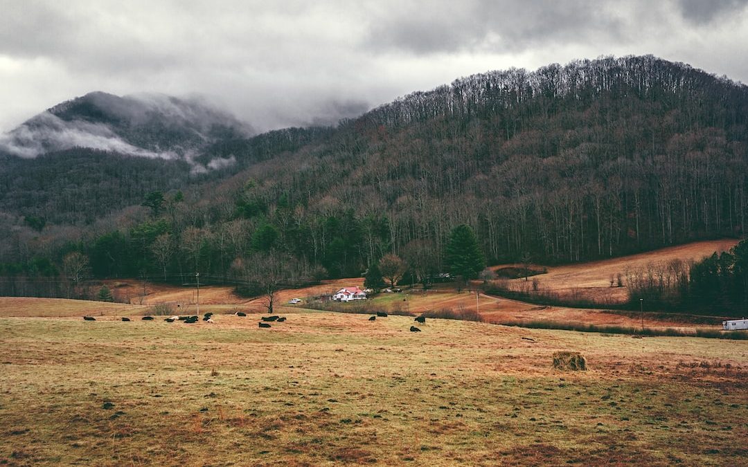 grass field under cloudy sky during daytime