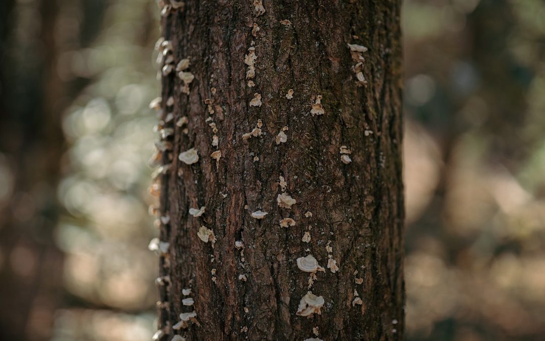 a close up of a tree trunk