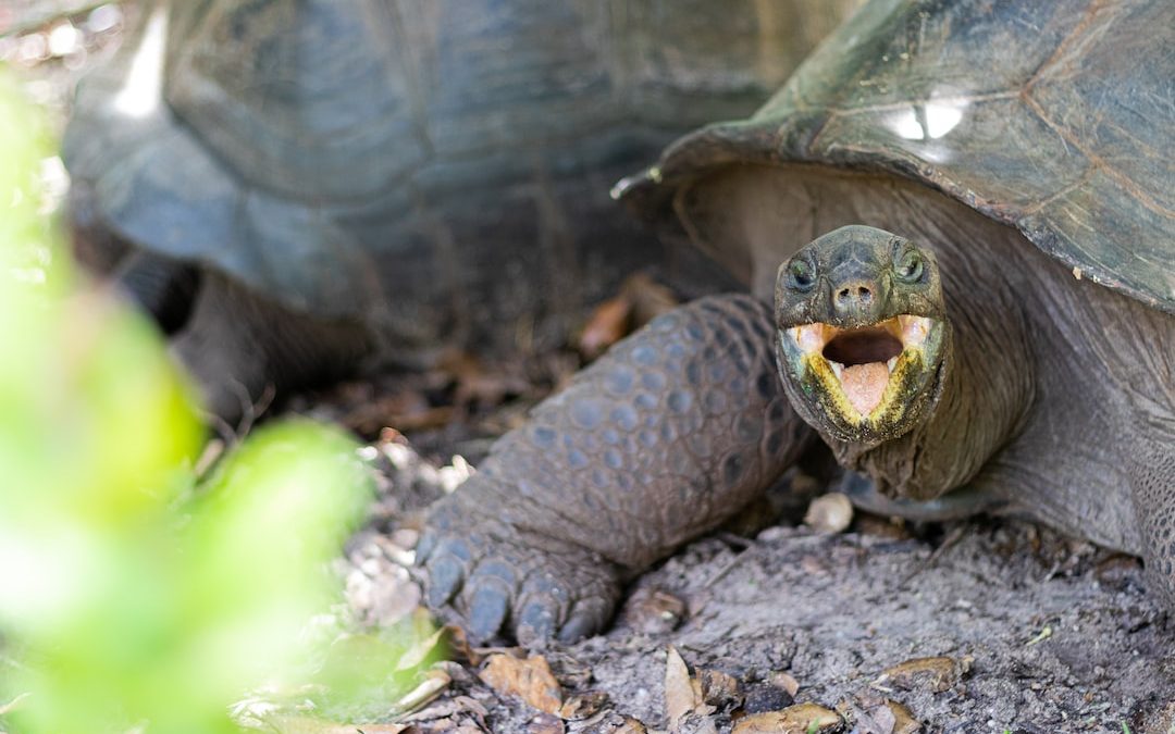 brown and black turtle on brown soil