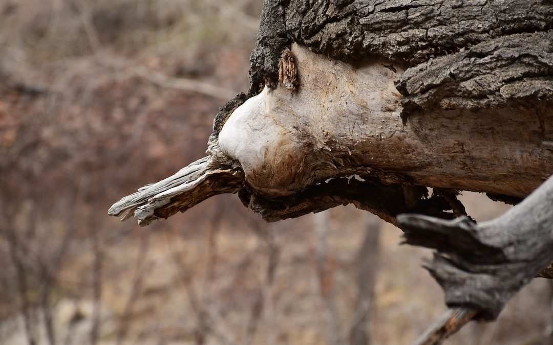 a close up of a tree trunk with a bird in the background