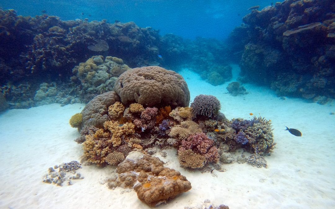 brown coral reef on white sand