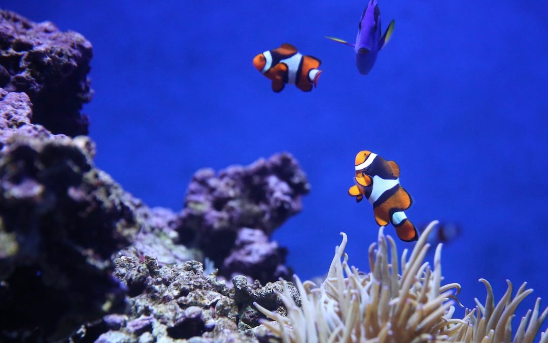 Exploring the “Great Barrier Reef” of Australia