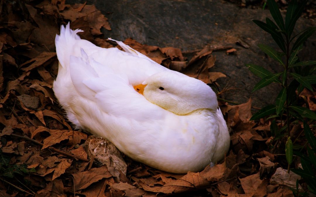 white duck on brown dried leaves