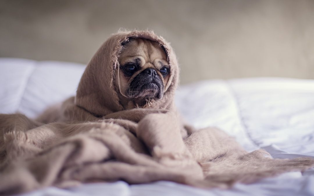 pug covered with blanket on bedspread