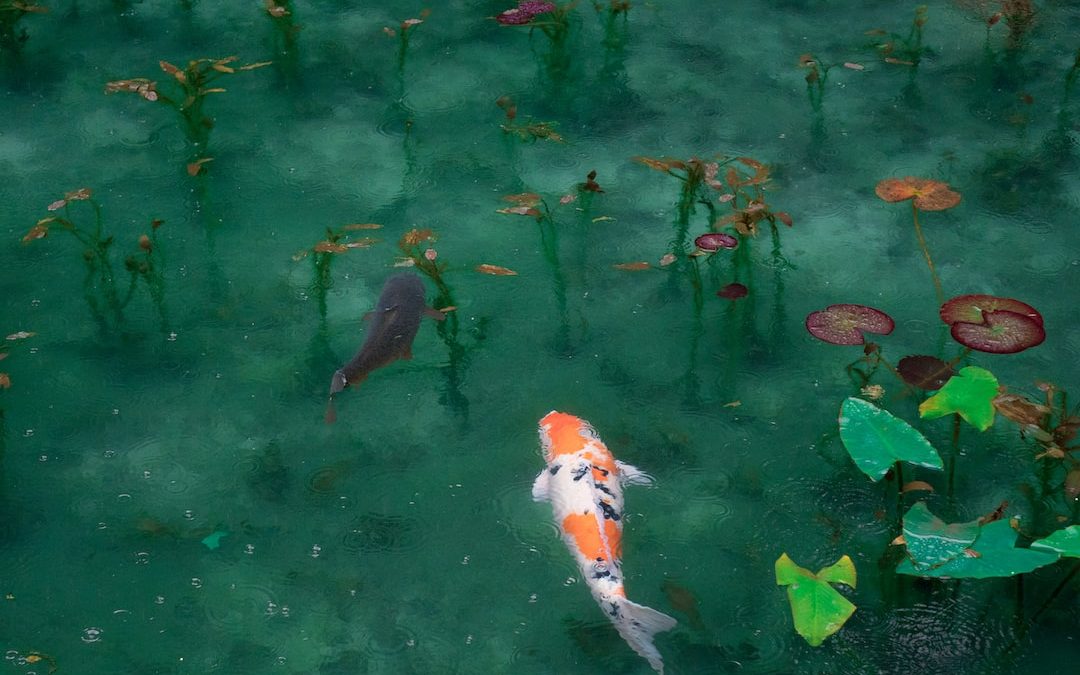 photo of two black, white, and orange koi fish