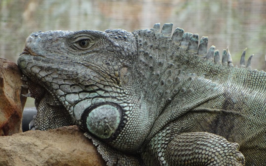 a close up of a large lizard on a rock