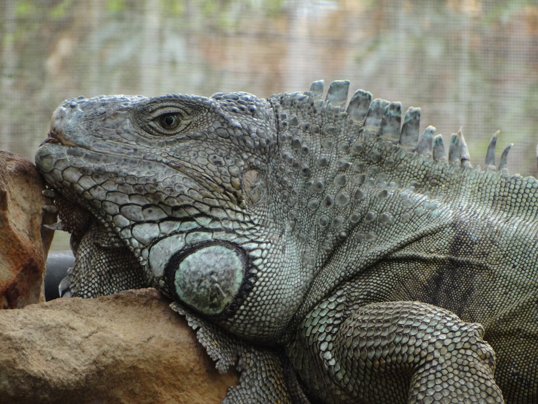 Discovering the Unique Wildlife of Puerto Rico - Cheapest Vacations