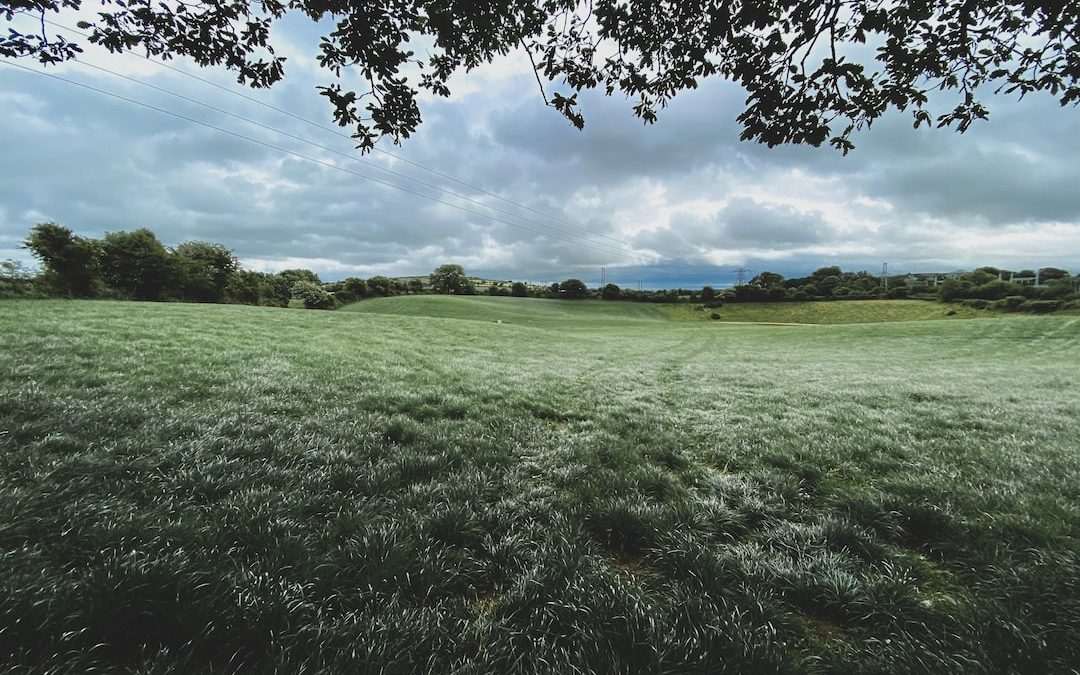 green grass field under blue sky during daytime