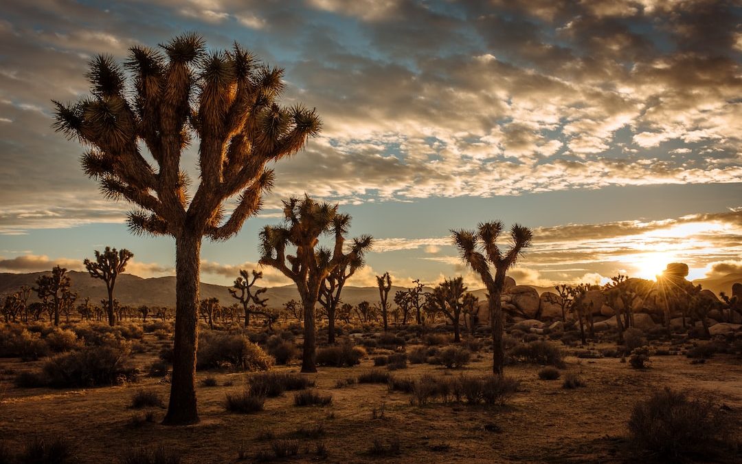 cactus plants in desert