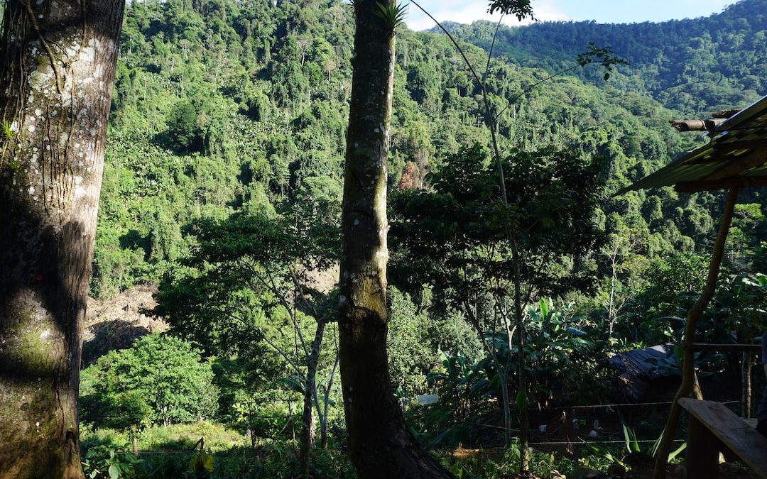 a view of a forested area with trees