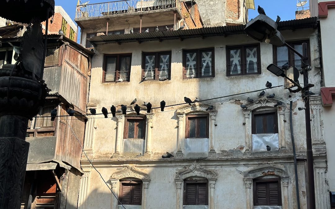 a group of birds sitting on the windows of a building