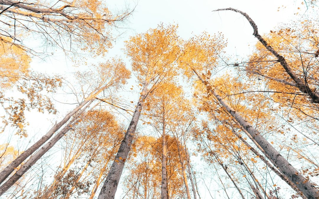 a group of tall trees with yellow leaves