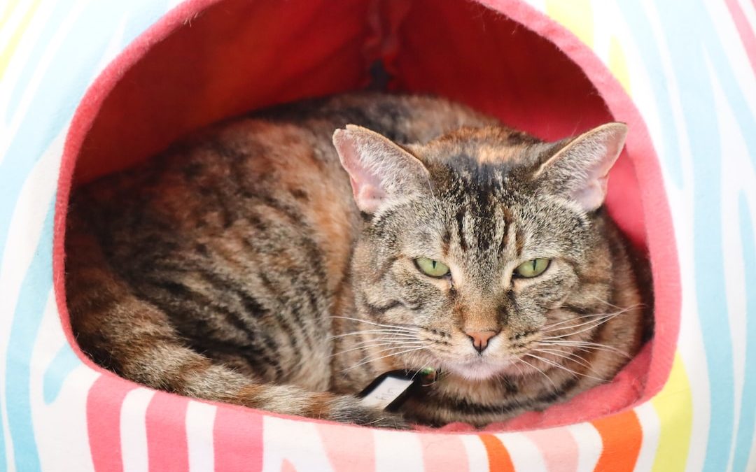 brown tabby cat in red and white pet bed