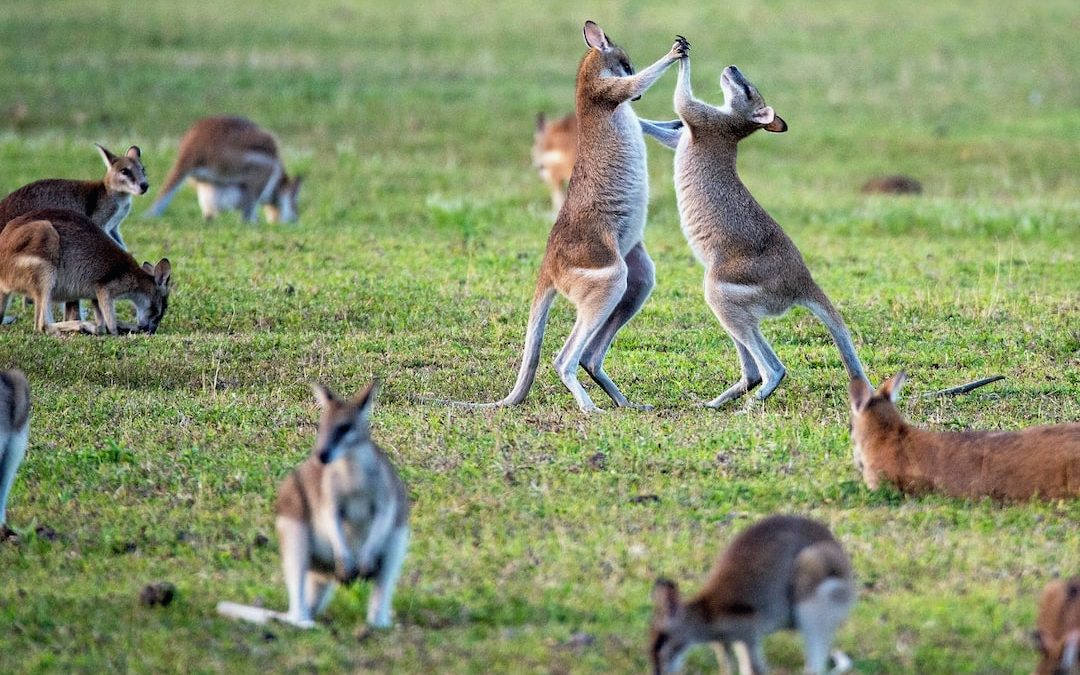 kangaroos on grass field