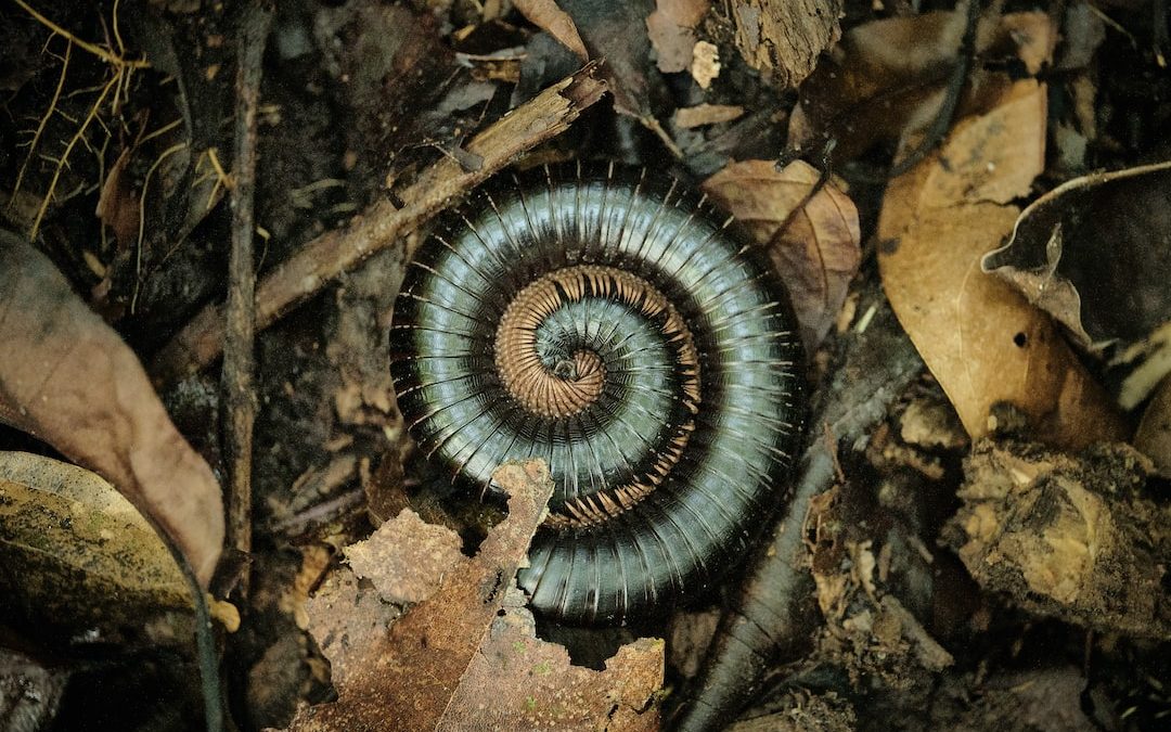 a very pretty looking spiral shaped animal in the woods