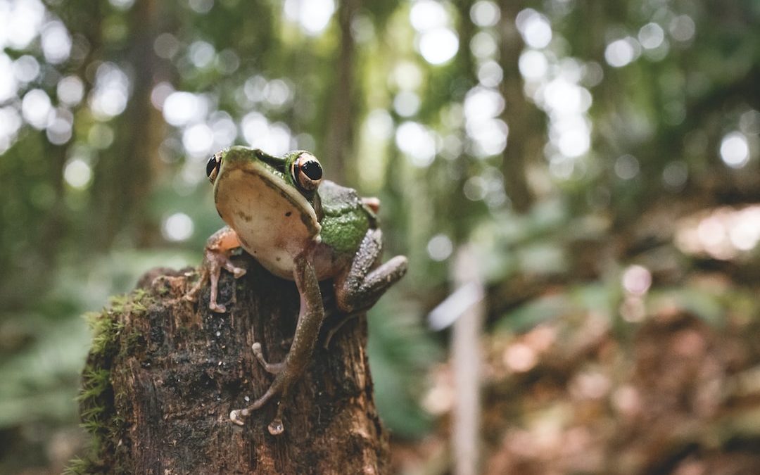 gray frog on branch