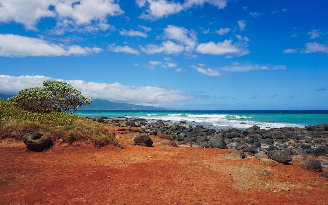 a rocky beach with a tree