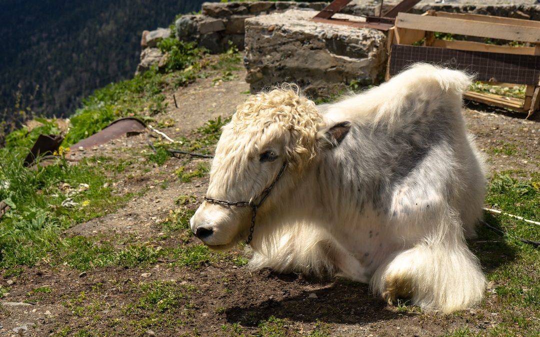 white sheep on green grass field during daytime