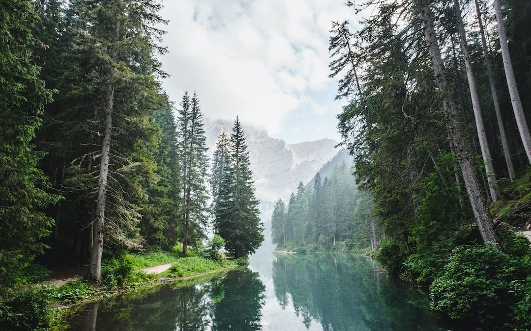 body of water surrounded by pine trees during daytime