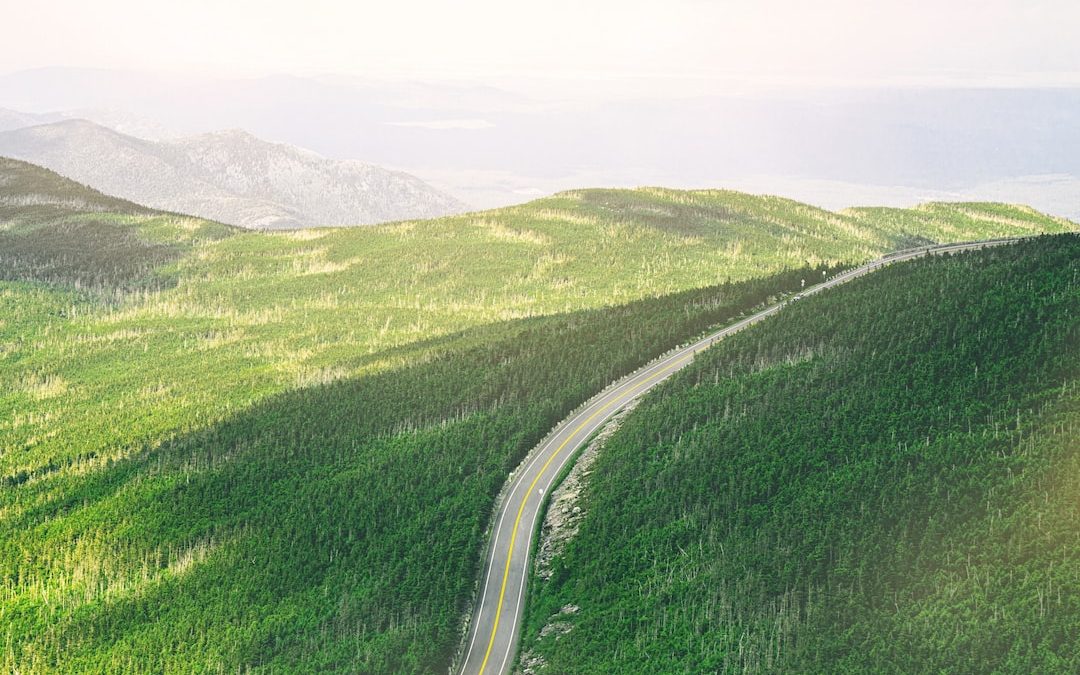 aerial photo of road between green trees