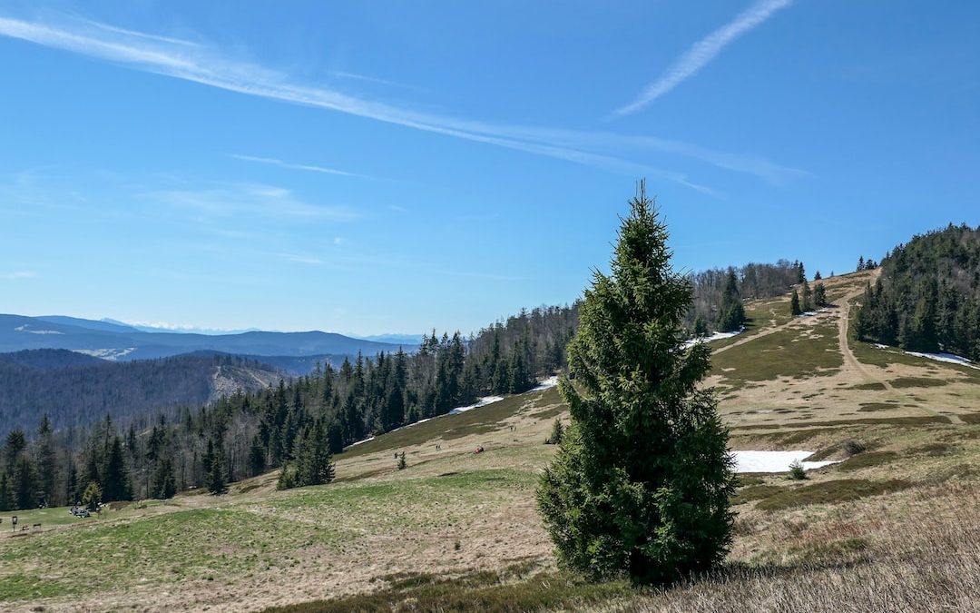 green pine trees on brown field under blue sky during daytime